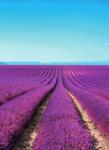 Dovido Öntapadó fotótapéta végtelen levandula mező - 196x270