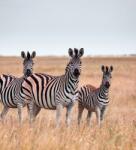 Dovido Öntapadó fotótapéta három zebra a szavannán - 245x270