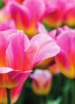 Dovido Öntapadó fotótapéta tulipános rét - 196x270