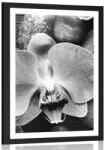 Dovido Poszter paszportuval csodás orchidea és kő fekete fehérben - 60x90 no frame