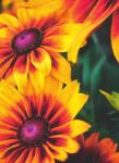 Dovido Fotótapéta vonzó kétszínű Rudbeckia - 196x270