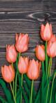 Dovido Fotótapéta narancssárga tulipánok fa háttéren - 147x270