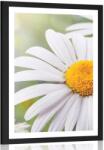 Dovido Poszter paszportuval százszorszép virág - 40x60 black