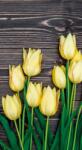 Dovido Fotótapéta sárga tulipán fa háttéren - 147x270