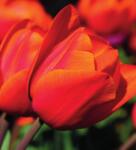 Dovido Öntapadó tapéta csodás tulipánok - 245x270