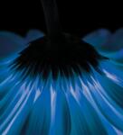 Dovido Fotótapéta kék gerbera - 245x270