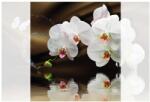 Dovido Tapéta orchidea és lepke - 245x270