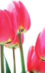 Dovido Fotótapéta piros mezei tulipán - 147x270