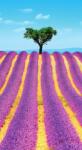 Dovido Öntapadó fotótapéta Provence-i levendulamező - 147x270