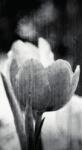 Dovido Öntapadó tapéta tulipán rét retro stílusban, fekete-fehér kivitelben - 147x270