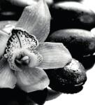 Dovido Öntapadó fotótapéta fekete fehér exotikus orchidea - 245x270