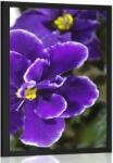 Dovido Poszter ibolya - 30x45 black