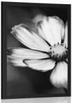 Dovido Poszter rudbekcia fekete fehérben - 30x45 silver