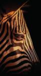 Dovido Fotótapéta egy zebra portréja - 147x270