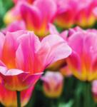 Dovido Fotótapéta tulipános rét - 245x270