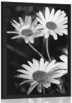 Dovido Poszter százszorszép a kertben fekete fehérben - 60x90 black