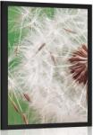 Dovido Poszter pitypang közelről - 60x90 silver