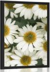 Dovido Poszter gyógyhatású kamilla virágok - 40x60 black