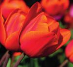 Dovido Tapéta csodás tulipánok - 294x270