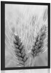 Dovido Poszter búzamező fekete-fehérben - 40x60 black