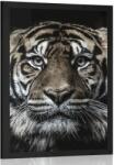 Dovido Poszter tigris - 20x30 silver