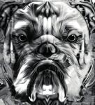 Dovido Tapéta bulldog fekete fehérben - 245x270