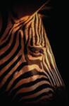 Dovido Öntapadó fotótapéta egy zebra portréja - 196x270