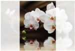 Dovido Tapéta orchidea és lepke - 196x270