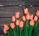 Dovido Fotótapéta narancssárga tulipánok fa háttéren - 294x270