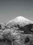 Dovido Fotótapéta Fuji hegy fekete fehérben - 196x270
