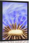 Dovido Poszter pitypang lila kivitelben - 40x60 white