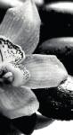 Dovido Fotótapéta fekete fehér exotikus orchidea - 147x270