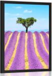 Dovido Poszter Provence-i levendulamező - 20x30 no frame