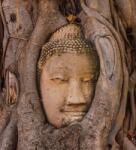 Dovido Fotótapéta a Buddha szent fügefája - 245x270