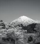 Dovido Fotótapéta Fuji hegy fekete fehérben - 245x270