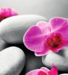 Dovido Fotótapéta orchidea virágok fehér köveken - 245x270