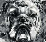 Dovido Tapéta bulldog fekete fehérben - 294x270