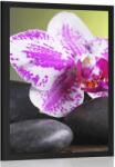 Dovido Poszter orchidea és fekete kövek - 60x90 no frame