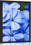 Dovido Poszter kék virág - 40x60 black
