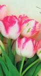 Dovido Fotótapéta tavaszi tulipánok - 147x270