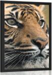 Dovido Poszter bengáli tigris - 30x45 white