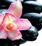 Dovido Öntapadó fotótapéta exotikus orchidea - 245x270