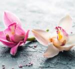 Dovido Fotótapéta két színes orchidea virág - 294x270