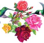 Dovido Öntapadó tapéta kolibri virágokkal - 245x270
