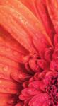 Dovido Fotótapéta narancssárga gerbera víz csepekkel - 147x270