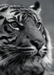 Dovido Fotótapéta bengáli tigris fekete fehérben - 196x270