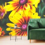 Dovido Fotótapéta vonzó kétszínű Rudbeckia - 98x66