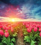 Dovido Tapéta napkelte tulipánok felett - 245x270