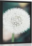 Dovido Poszter pitypang - 40x60 black - dovido - 13 455 Ft