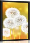 Dovido Poszter bolyhos pitypang - 60x90 black